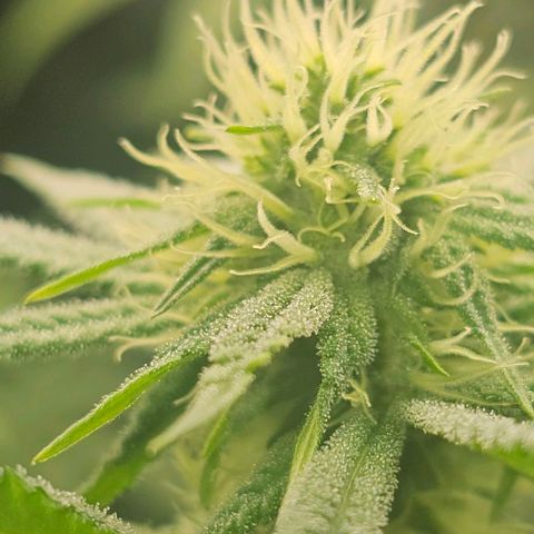Strawberry Shortcake growlog timeline photo