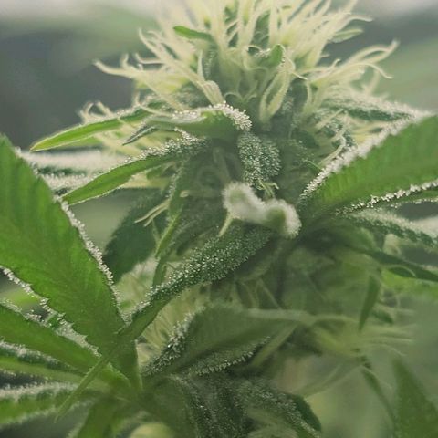 Strawberry Shortcake growlog timeline photo