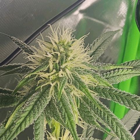 Strawberry Shortcake growlog timeline photo