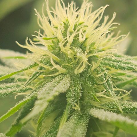Strawberry Shortcake growlog timeline photo