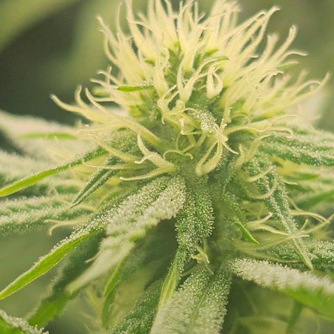 Strawberry Shortcake growlog timeline photo