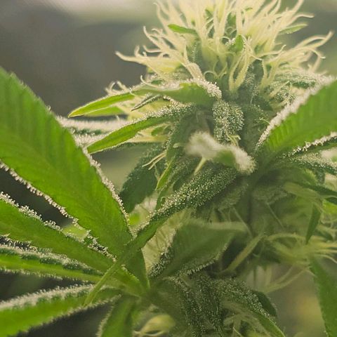 Strawberry Shortcake growlog timeline photo