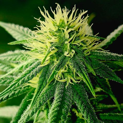 Strawberry Shortcake growlog timeline photo