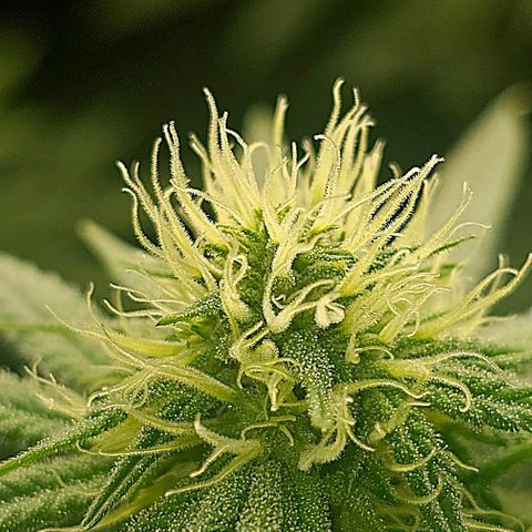 Strawberry Shortcake growlog timeline photo