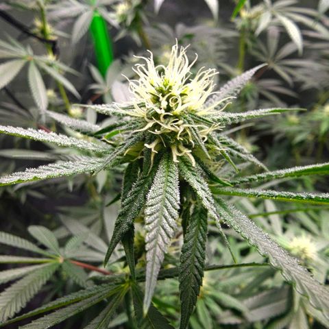 Strawberry Shortcake growlog timeline photo