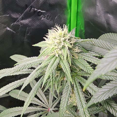 Strawberry Shortcake growlog timeline photo