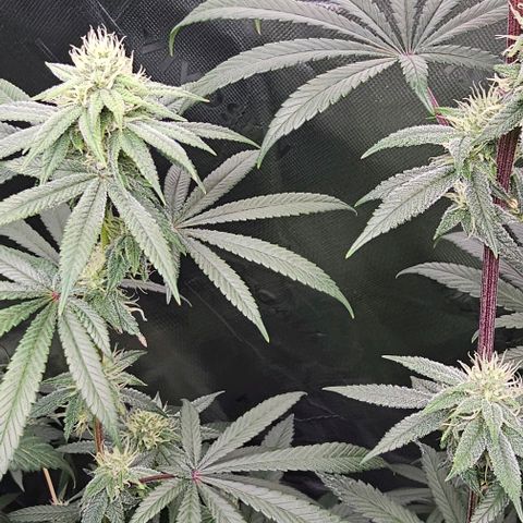 Strawberry Shortcake growlog timeline photo