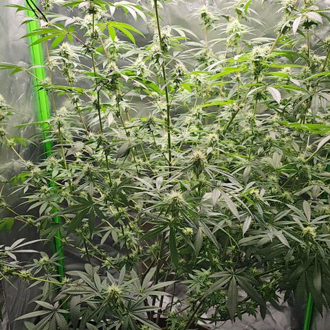Strawberry Shortcake growlog timeline photo