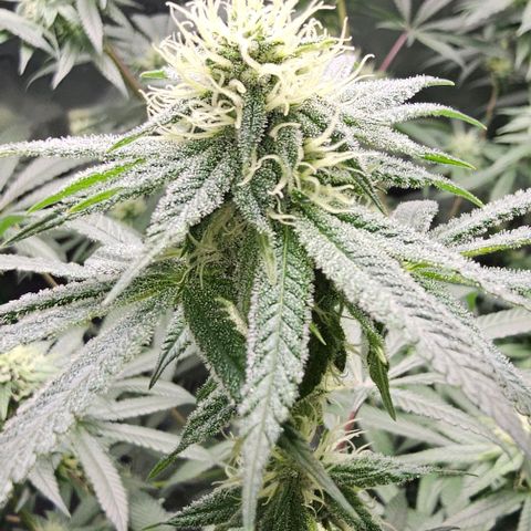 Strawberry Shortcake growlog timeline photo