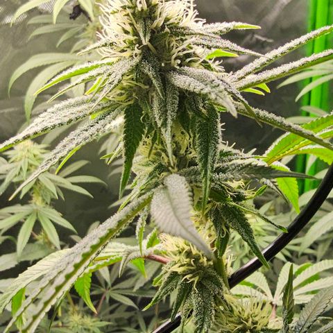 Strawberry Shortcake growlog timeline photo