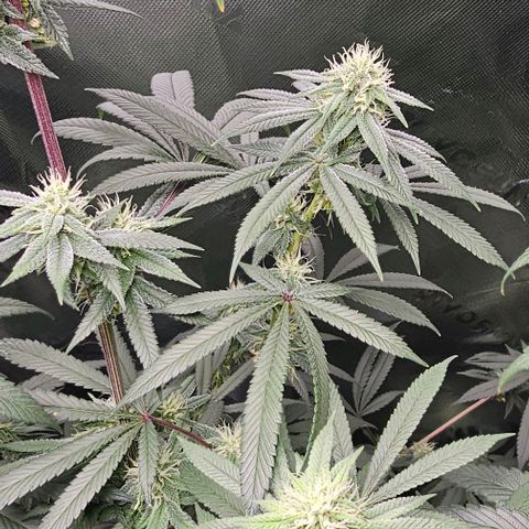 Strawberry Shortcake growlog timeline photo