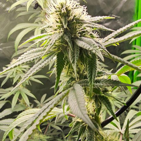 Strawberry Shortcake growlog timeline photo
