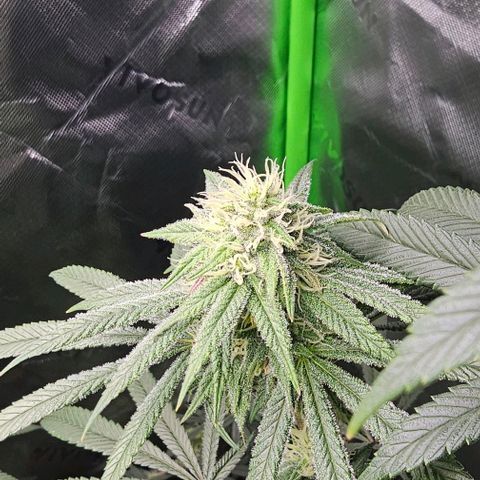 Strawberry Shortcake growlog timeline photo