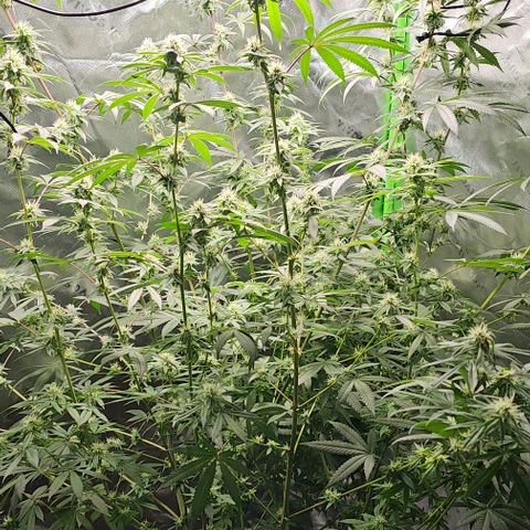 Strawberry Shortcake growlog timeline photo