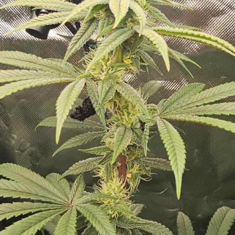 Strawberry Shortcake growlog photo: 3 months 