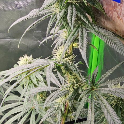 Strawberry Shortcake growlog photo: 3 months 