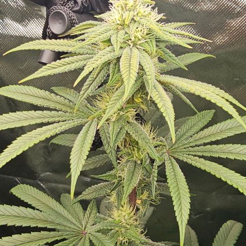 Strawberry Shortcake growlog photo: 3 months 