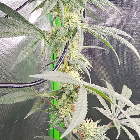 Strawberry Shortcake growlog photo: 3 months 