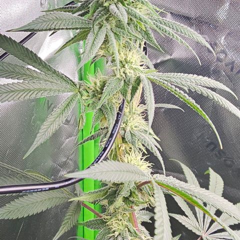 Strawberry Shortcake growlog photo: 3 months 