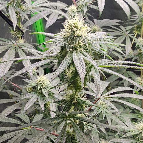 Strawberry Shortcake growlog photo: 3 months 