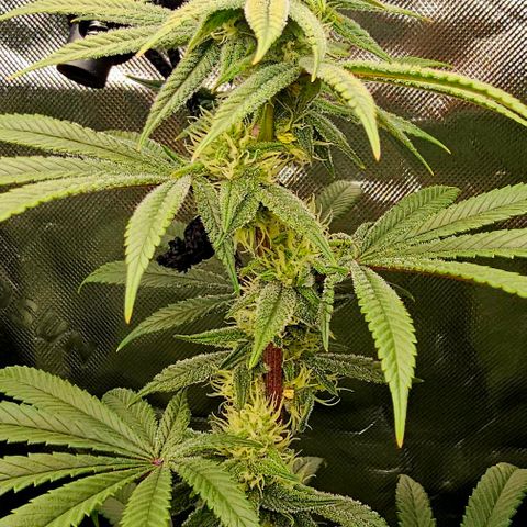 Strawberry Shortcake growlog timeline photo