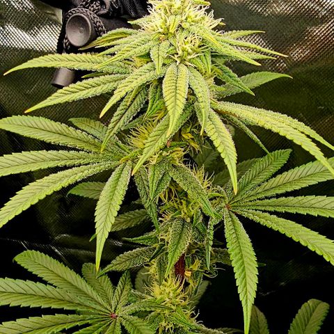 Strawberry Shortcake growlog timeline photo