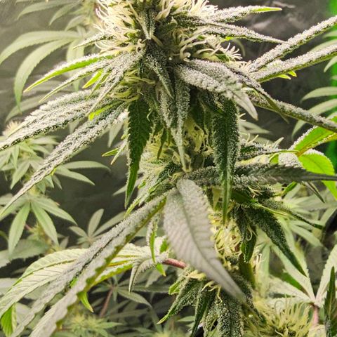 Strawberry Shortcake growlog timeline photo