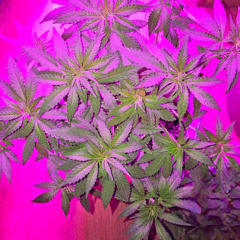 Watermelon Zkittlez growlog timeline photo
