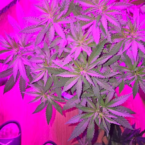 Watermelon Zkittlez growlog timeline photo