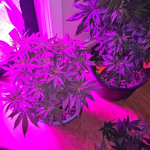 Watermelon Zkittlez growlog timeline photo