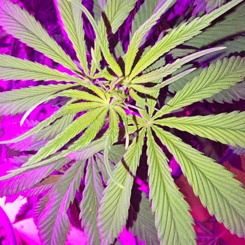 Watermelon Zkittlez growlog timeline photo