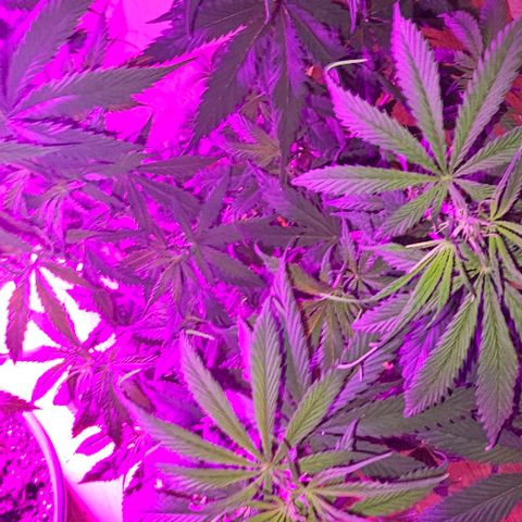 Gold Leaf growlog timeline photo