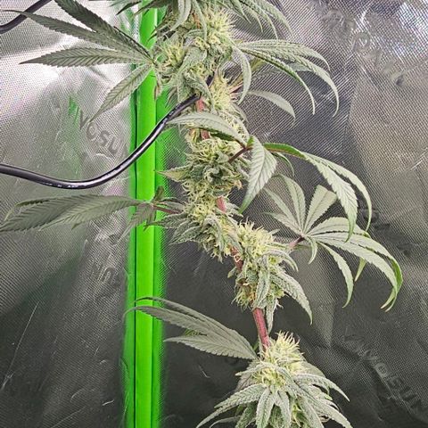 Strawberry Shortcake growlog timeline photo