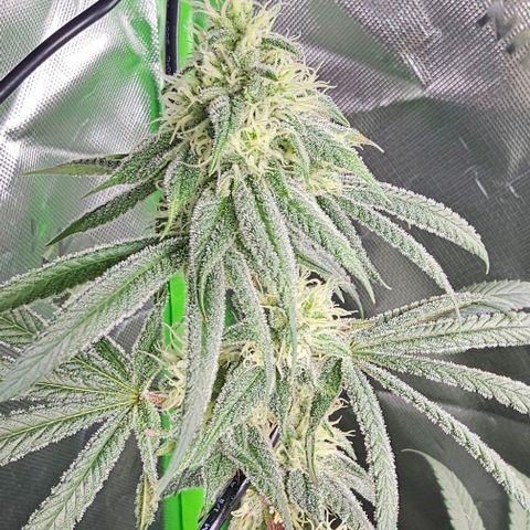 Strawberry Shortcake growlog timeline photo