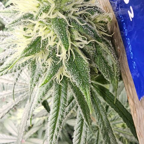 Strawberry Shortcake growlog timeline photo