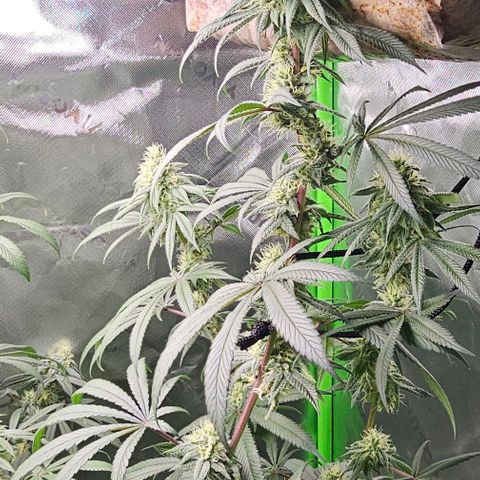 Strawberry Shortcake growlog timeline photo