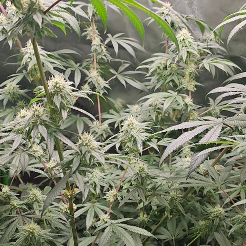 Strawberry Shortcake growlog timeline photo