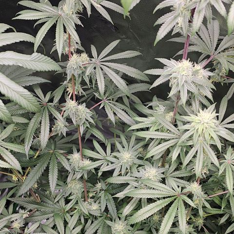 Strawberry Shortcake growlog timeline photo
