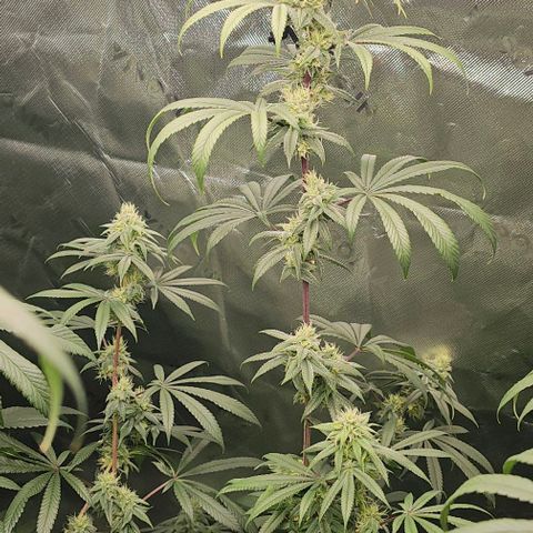 Strawberry Shortcake growlog timeline photo