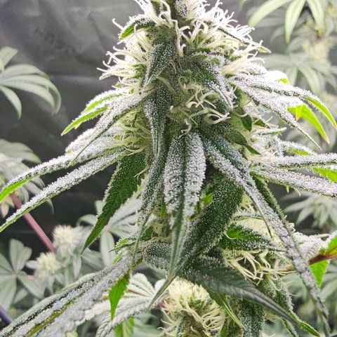 Strawberry Shortcake growlog timeline photo