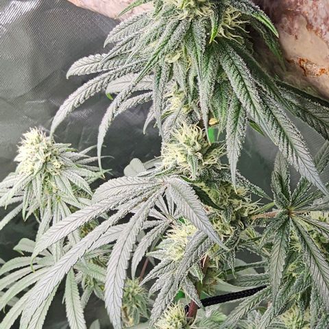 Strawberry Shortcake growlog timeline photo