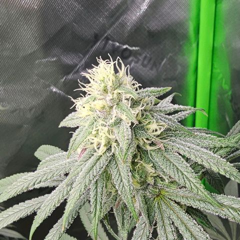 Strawberry Shortcake growlog timeline photo