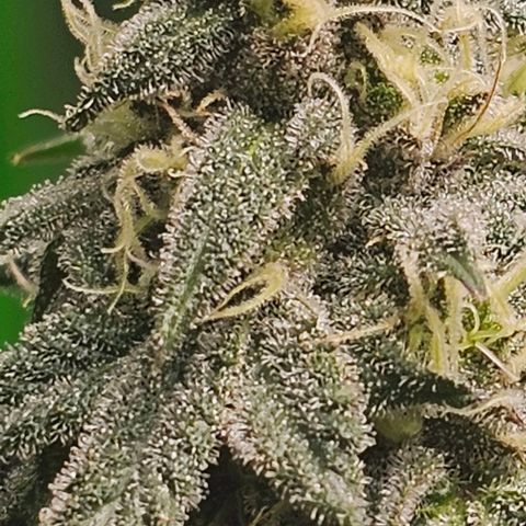 Strawberry Shortcake growlog timeline photo