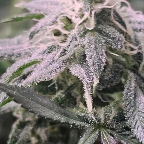 Strawberry Shortcake growlog timeline photo