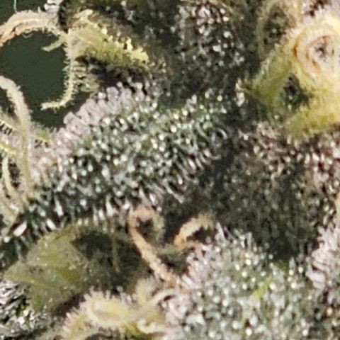 Strawberry Shortcake growlog timeline photo