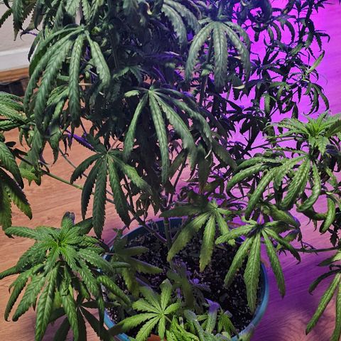 Watermelon Zkittlez growlog timeline photo