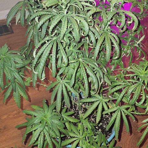 Watermelon Zkittlez growlog timeline photo