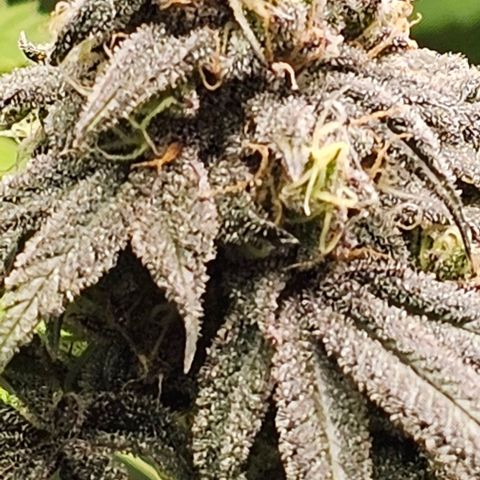 Strawberry Shortcake growlog timeline photo