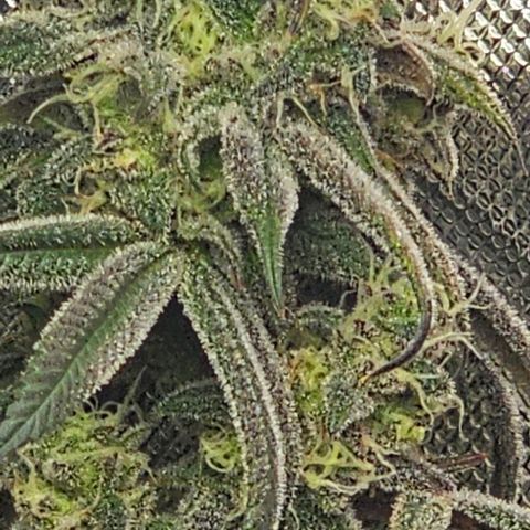 Strawberry Shortcake growlog timeline photo