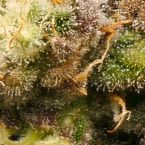 Strawberry Shortcake growlog timeline photo
